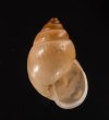 イトカケトウガタマイマイ (仮称) Rhinus suturalisfig.1