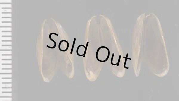 画像2: カワヒバリガイ (2)