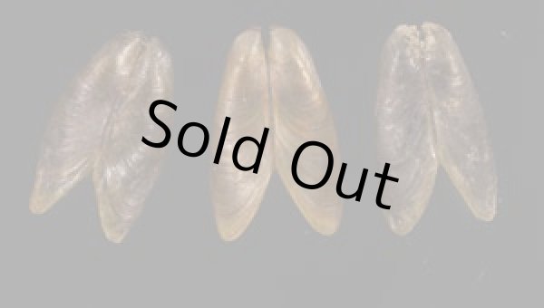 画像1: カワヒバリガイ (1)