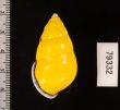 マレーマイマイ Amphidromus peversusfig.2