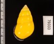 マレーマイマイ Amphidromus peversusfig.2