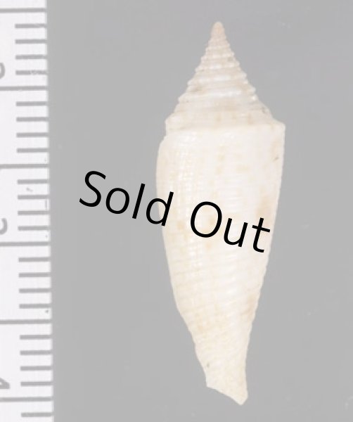 画像2: カンタンホウオウイモ (2)