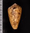 バザルトアジロイモ Conus pennaceus bazarutensisfig.2