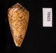 バザルトアジロイモ Conus pennaceus bazarutensisfig.3