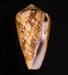 バザルトアジロイモ Conus pennaceus bazarutensisfig.1