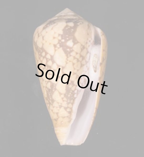 バザルトアジロイモ Conus pennaceus bazarutensisfig.1