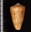 バザルトアジロイモ Conus pennaceus bazarutensisfig.2