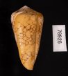バザルトアジロイモ Conus pennaceus bazarutensisfig.3