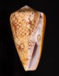 バザルトアジロイモ Conus pennaceus bazarutensisfig.1