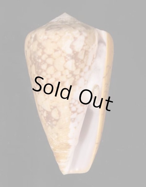 バザルトアジロイモ Conus pennaceus bazarutensisfig.1