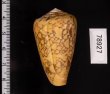 バザルトアジロイモ Conus pennaceus bazarutensisfig.2