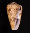 バザルトアジロイモ Conus pennaceus bazarutensisfig.1