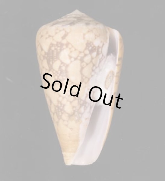 バザルトアジロイモ Conus pennaceus bazarutensisfig.1