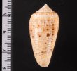オボロイモ Conus nimbosusfig.2