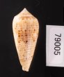 オボロイモ Conus nimbosusfig.3