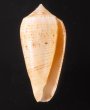 オボロイモ Conus nimbosusfig.1