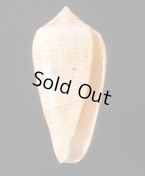 オボロイモ Conus nimbosusfig.1