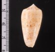 オボロイモ Conus nimbosusfig.2