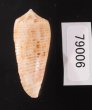 オボロイモ Conus nimbosusfig.3