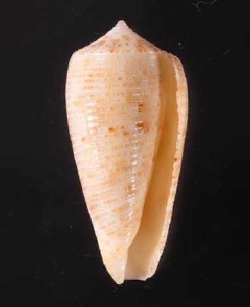 オボロイモ Conus nimbosusfig.1
