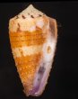 ヤヨイイモ Conus circumactusfig.1