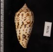 シャムイモ Conus pretiosusfig.2