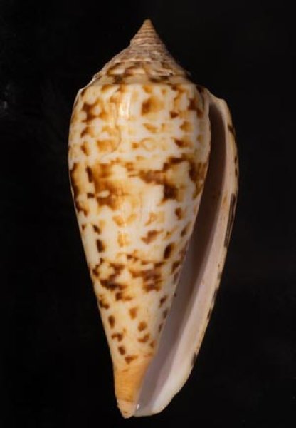 シャムイモ Conus pretiosusfig.1