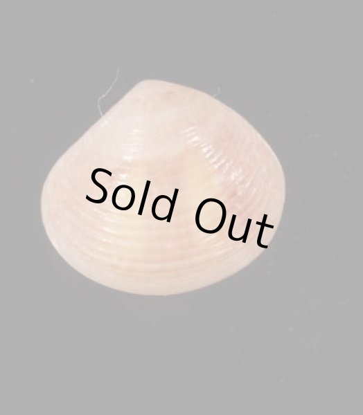 画像1: グールドシラオガイ (1)