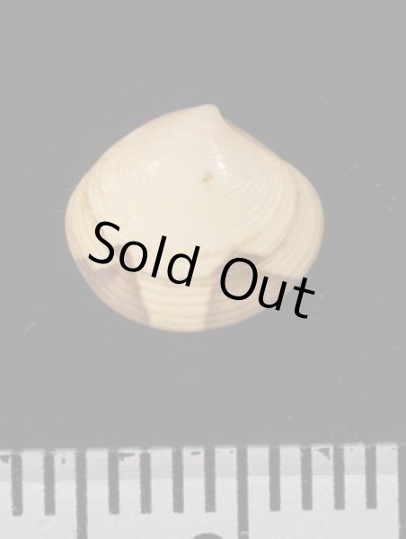 画像2: グールドシラオガイ (2)