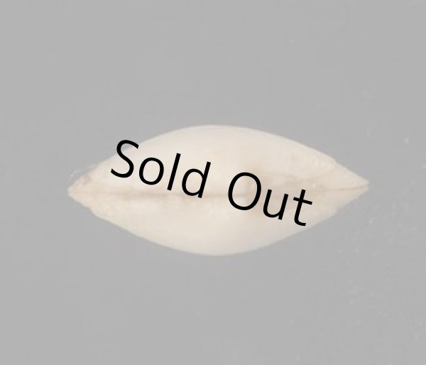 画像3: グールドシラオガイ (3)