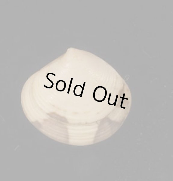 画像1: グールドシラオガイ (1)