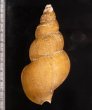 カガバイ 加賀? Buccinum bayanifig.2