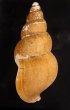 カガバイ 加賀? Buccinum bayanifig.3