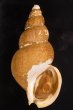 カガバイ 加賀? Buccinum bayanifig.1