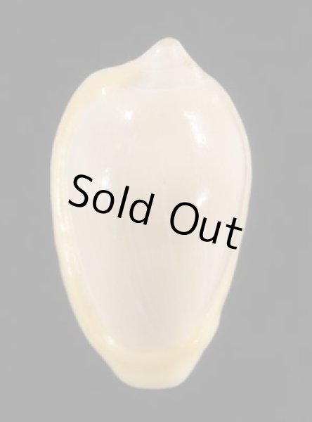 画像1: アカベリヘリトリ (1)