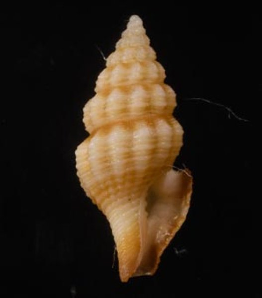 チャオビクチキレツブ Clathurella peristernioidesfig.1