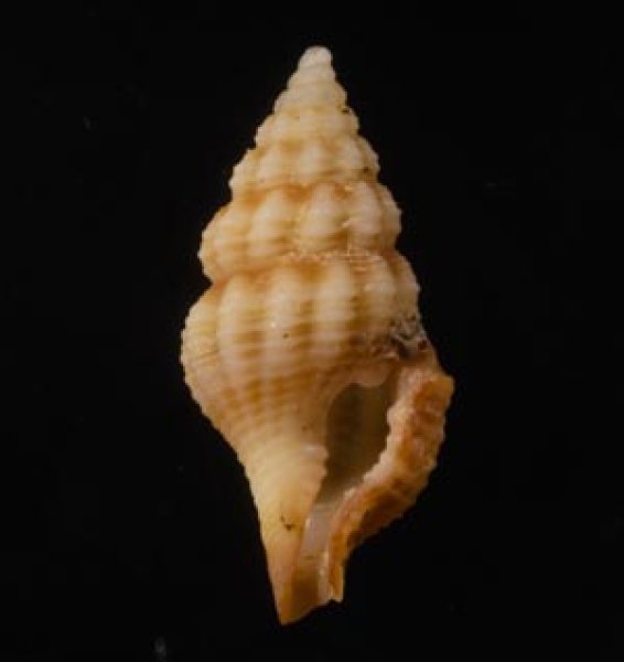 チャオビクチキレツブ Clathurella peristernioidesfig.1