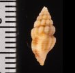 チャオビクチキレツブ Clathurella peristernioidesfig.2