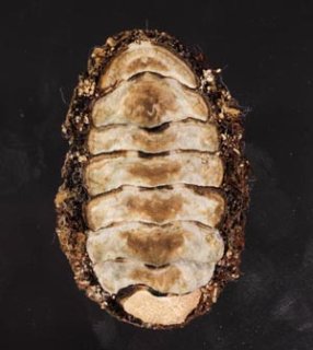 リュウキュウヒザラ Acanthopleura loochooanafig.1