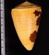 ロウソクガイ Conus quercinusfig.2