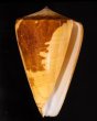 ロウソクガイ Conus quercinusfig.1