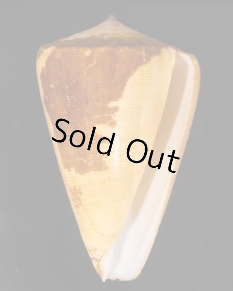 ロウソクガイ Conus quercinusfig.1