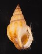 イキムシロ Nassarius speciosusfig.1