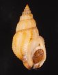 イキムシロ Nassarius speciosusfig.1