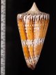 アカシマミナシ Conus generalisfig.2