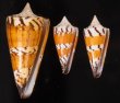 アカシマミナシ Conus generalisfig.1