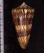 アカシマミナシ Conus generalisfig.2