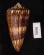 アカシマミナシ Conus generalisfig.3