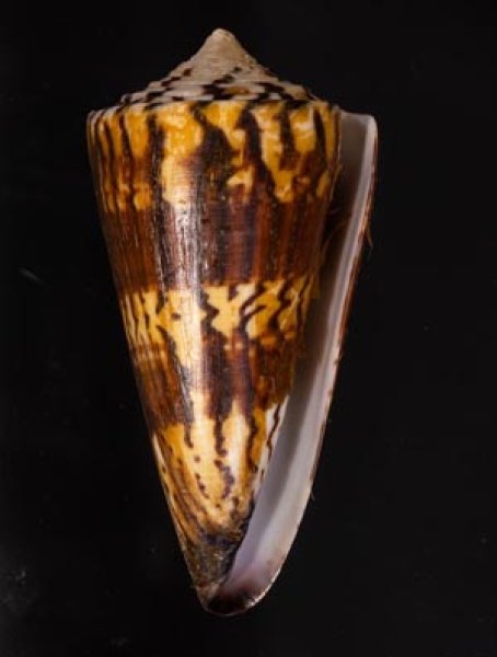 アカシマミナシ Conus generalisfig.1