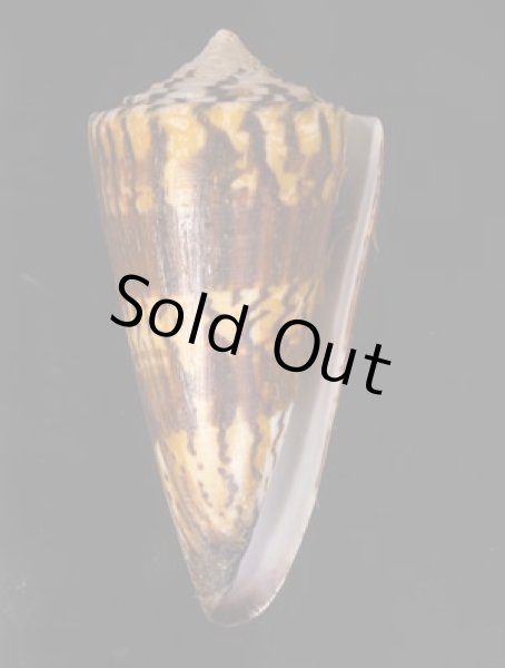 アカシマミナシ Conus generalisfig.1